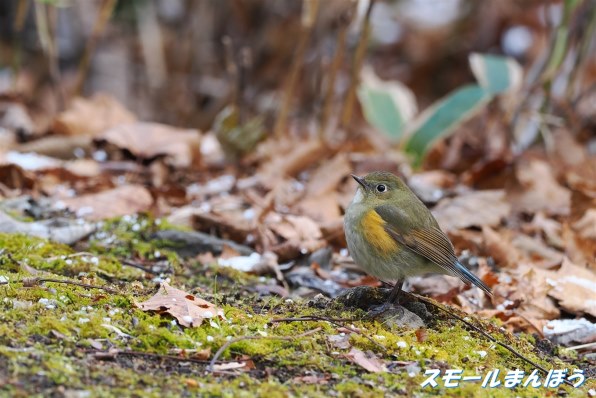デジタル一眼カメラなんでも掲示板のクチコミ - 価格.com