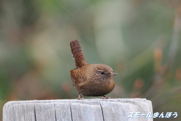 コンデジ まとめ売り 外観美品 コンセプト｜Tractor XS18・20・23・25｜製品情報｜三菱マヒンドラ農機