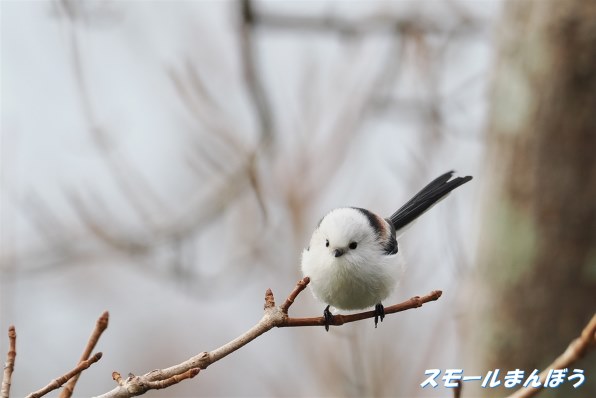 デジタル一眼カメラなんでも掲示板のクチコミ - 価格.com