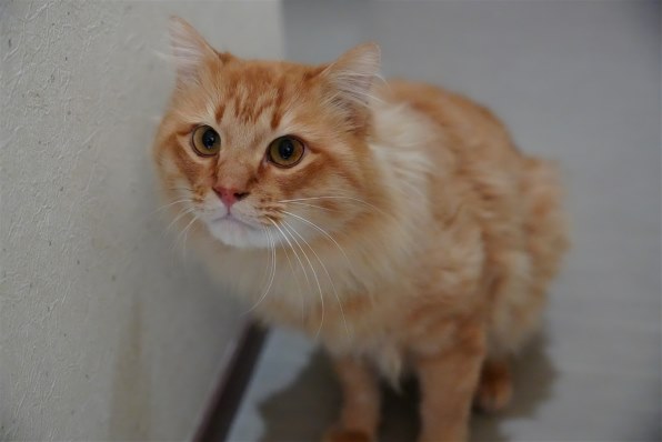 SONY E 16-55mm F2.8 G SEL1655Gで撮影された写真 - 価格.com