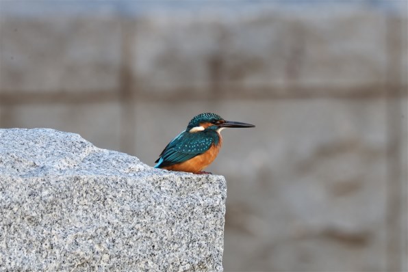 ニコン AF-S NIKKOR 300mm f/4E PF ED VR 価格比較 - 価格.com