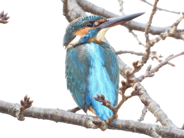 ニコン AF-S NIKKOR 300mm f/4E PF ED VR投稿画像・動画 - 価格.com