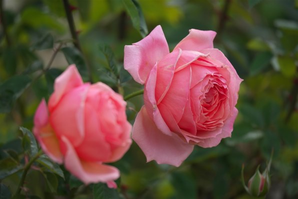 ⭕️動作品❤️4台セット★デジカメ★各メーカー揃い★今は、箱付き＋バッテリー付き Amazon | 【PSE認証】ZGCINE ZG-V99 ミニ V マウントカメラバッテリー