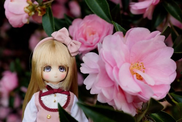 SONY DT16-50mm F2.8 SSM SAL1650で撮影された写真 - 価格.com