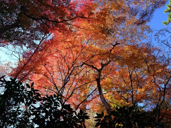 富士フイルム FUJIFILM X-T5 ボディ 価格比較 - 価格.com