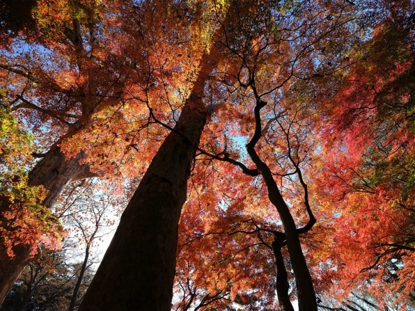 富士フイルム FUJIFILM X-T5 ボディ 価格比較 - 価格.com