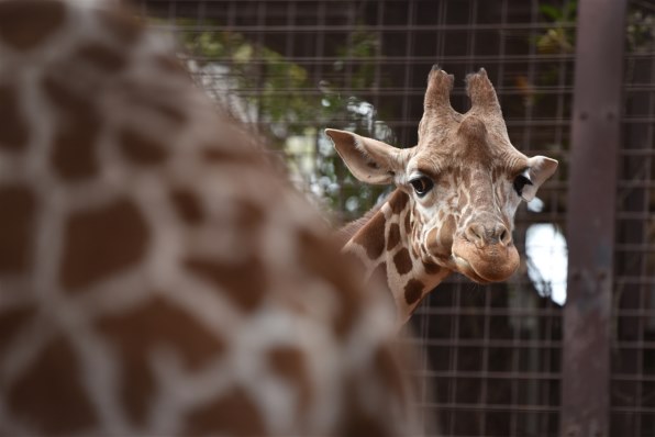 ニコン D750 ボディで撮影された写真 - 価格.com