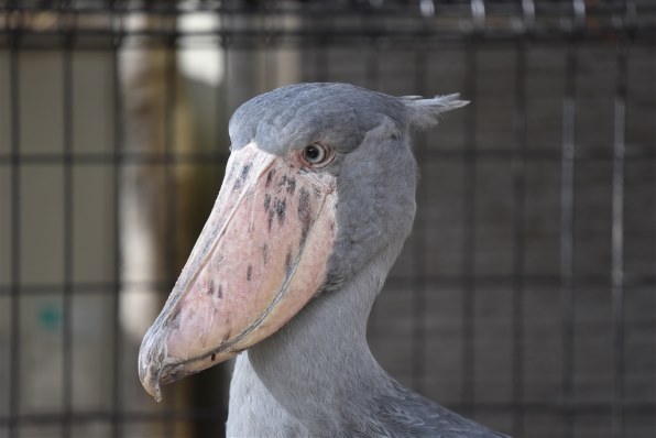 ニコン D750 ボディで撮影された写真 - 価格.com