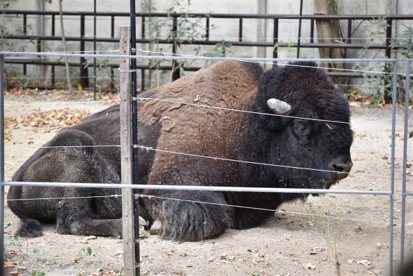 ニコン D750 ボディで撮影された写真 - 価格.com