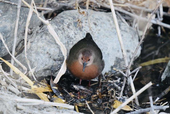 ニコン D750 ボディで撮影された写真 - 価格.com