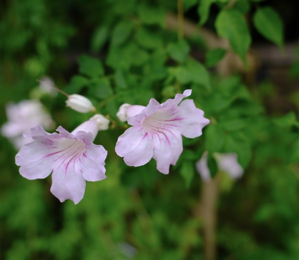 富士フイルム FUJIFILM X100VI 日英2言語設定モデル [シルバー]投稿