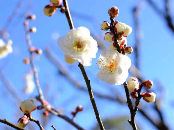 富士フイルム FUJIFILM X100VI 日英2言語設定モデル [シルバー]投稿