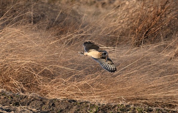 ニコン NIKKOR Z 180-600mm f/5.6-6.3 VR 価格比較 - 価格.com