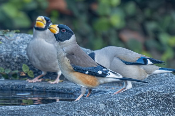 富士フイルム FUJIFILM X-E5 XF23mmレンズキット [シルバー] 価格比較