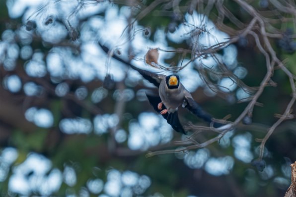 ニコン NIKKOR Z 180-600mm f/5.6-6.3 VR投稿画像・動画 - 価格.com