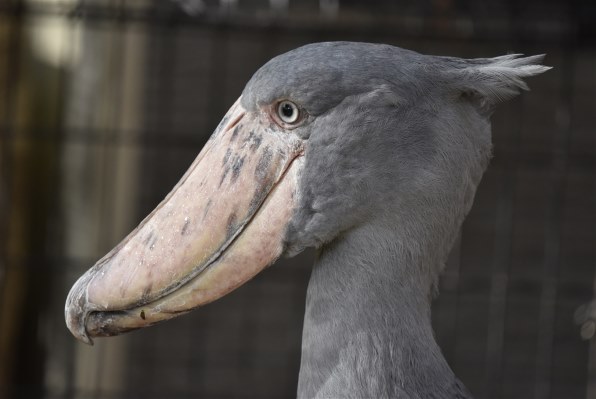 ニコン D750 ボディで撮影された写真 - 価格.com