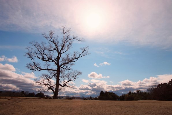 SONY Vario-Sonnar T＊ DT 16-80mm F3.5-4.5 ZA SAL1680Zで撮影された