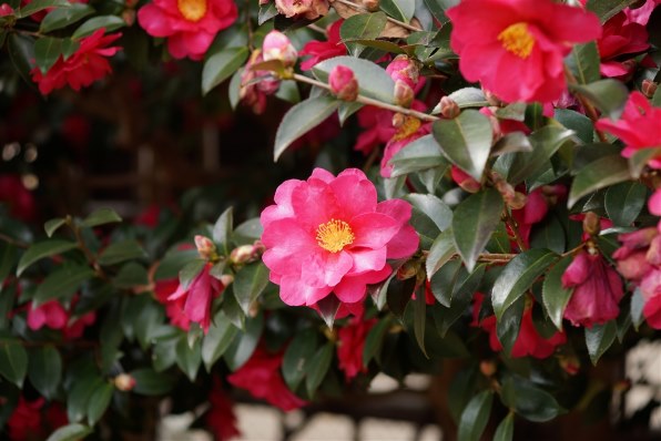 SONY Vario-Sonnar T＊ DT 16-80mm F3.5-4.5 ZA SAL1680Zで撮影された