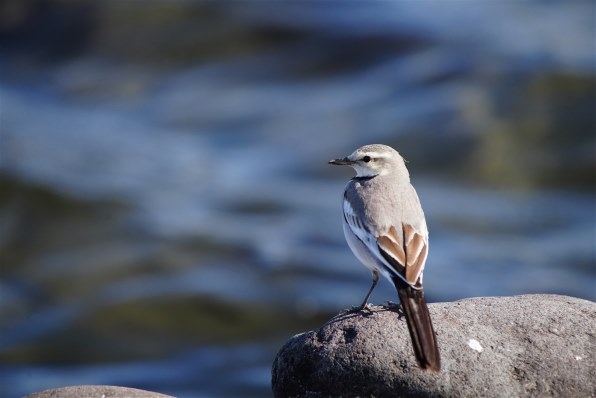 富士フイルム FUJIFILM X-T50 ボディ [シルバー]投稿画像・動画 - 価格.com