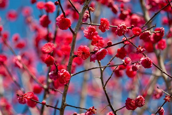 ペンタックス PENTAX K200D ボディのクチコミ - 価格.com