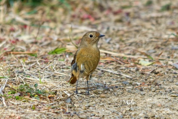 ペンタックス PENTAX K200D ボディ投稿画像・動画 - 価格.com