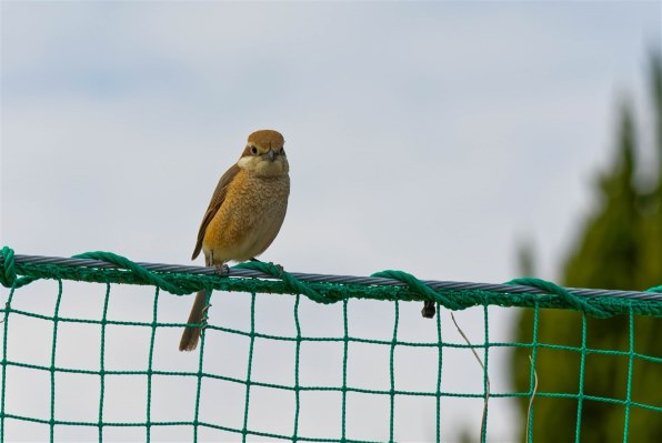 ペンタックス PENTAX K200D ボディ投稿画像・動画 - 価格.com