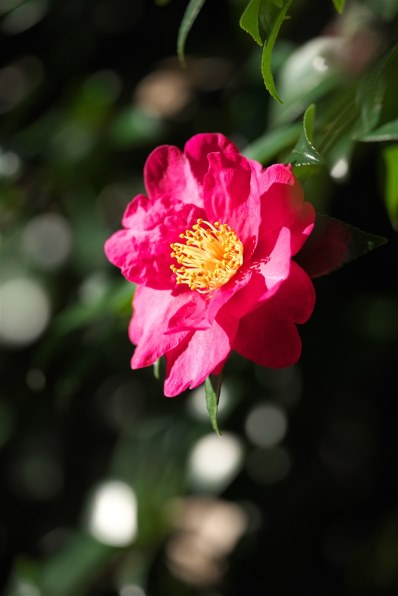 ニコン NIKKOR Z 100-400mm f/4.5-5.6 VR S 価格比較 - 価格.com