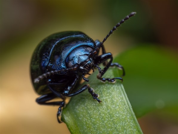 OMデジタルソリューションズ OM SYSTEM M.ZUIKO DIGITAL ED 60mm F2.8