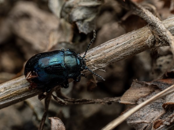 OMデジタルソリューションズ OM SYSTEM M.ZUIKO DIGITAL ED 60mm F2.8
