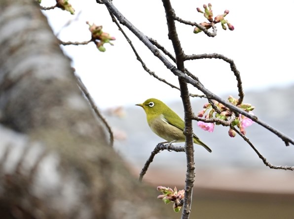 ニコン NIKKOR Z DX 50-250mm f/4.5-6.3 VRで撮影された写真 - 価格.com