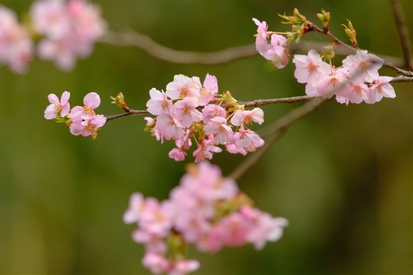 富士フイルム フジノンレンズ XF200mmF2 R LM OIS WRで撮影された写真