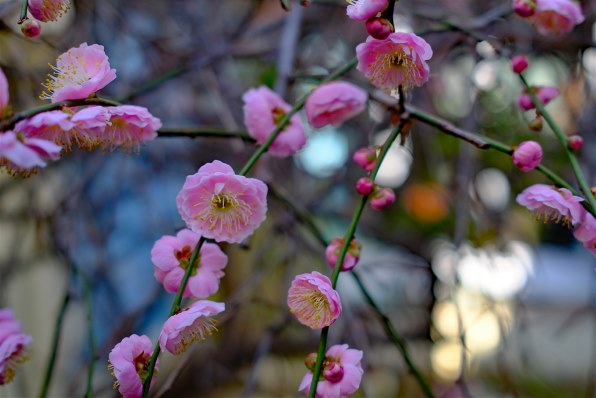 富士フイルム FUJIFILM X100VI 日英2言語設定モデル [シルバー] 価格