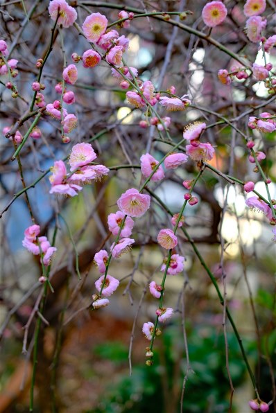 富士フイルム FUJIFILM X100VI 日英2言語設定モデル [シルバー] 価格