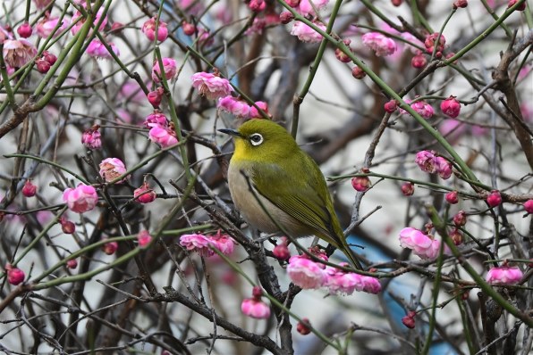 ニコン NIKKOR Z DX 50-250mm f/4.5-6.3 VRで撮影された写真 - 価格.com