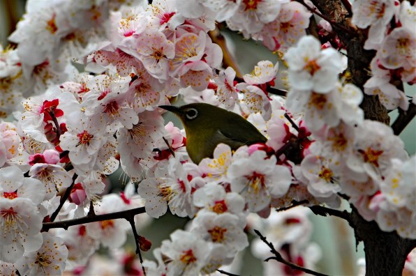 ニコン D300 ボディ 価格比較 - 価格.com