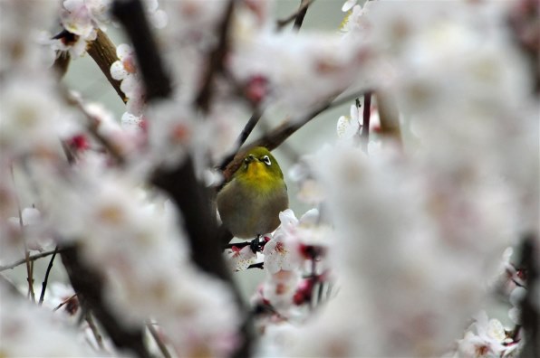 ニコン D300 ボディ 価格比較 - 価格.com