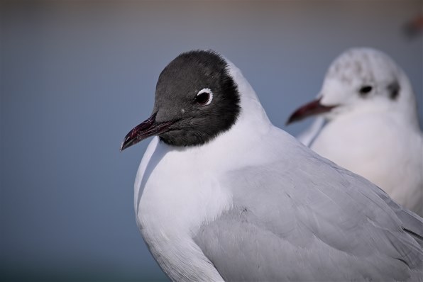 富士フイルム フジノンレンズ XF150-600mmF5.6-8 R LM OIS WR 価格比較