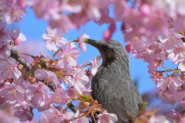 ニコン NIKKOR Z DX 50-250mm f/4.5-6.3 VRで撮影された写真 - 価格.com