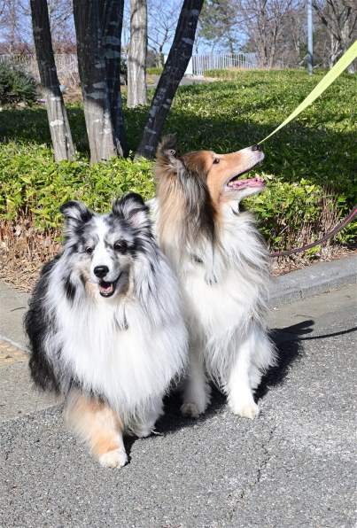 ニコン NIKKOR Z DX 16-50mm f/3.5-6.3 VRで撮影された写真 - 価格.com