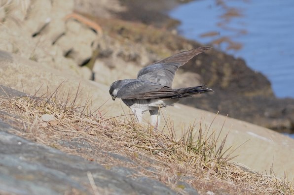 ニコン D90 ボディで撮影された写真 - 価格.com