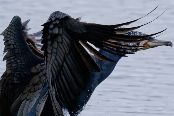 富士フイルム FUJIFILM X-H2S ボディのクチコミ - 価格.com