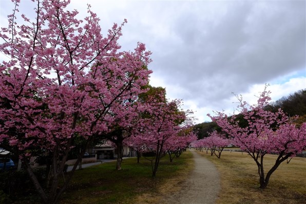 富士フイルム FUJIFILM X-T5 ボディ 価格比較 - 価格.com