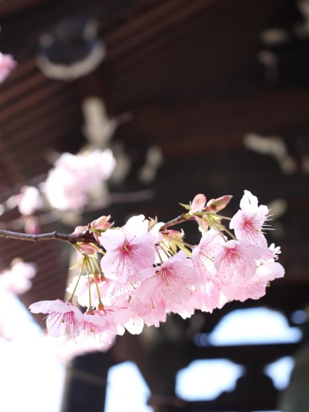 LUMIX DMC-GF3 【作例あり】 LUMIX DMC-GF3で撮影された写真 | 写真検索 | GANREF