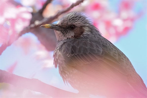ニコン D500 ボディで撮影された写真 - 価格.com