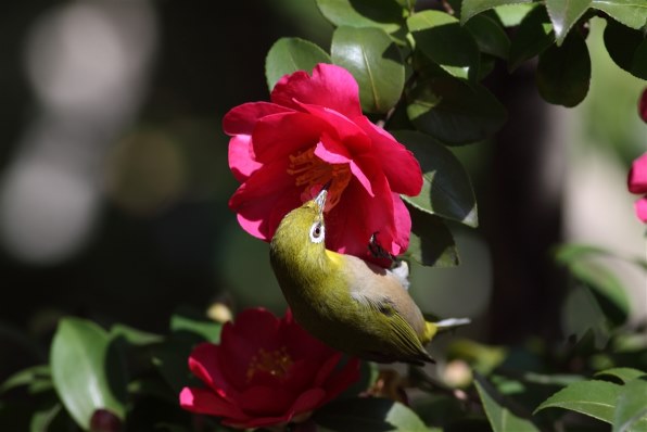 CANON EOS 50D EF-S18-200 IS レンズキットで撮影された写真 - 価格.com