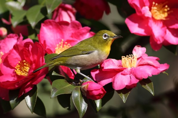 CANON EOS 50D EF-S18-200 IS レンズキットで撮影された写真 - 価格.com