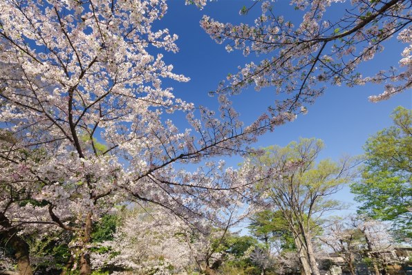 ペンタックス HD PENTAX-DA☆ 11-18mmF2.8ED DC AWで撮影された