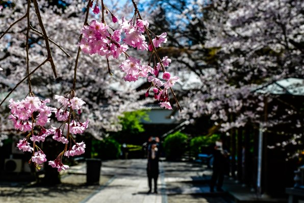 ニコン AF-S DX NIKKOR 18-140mm f/3.5-5.6G ED VRで撮影された写真