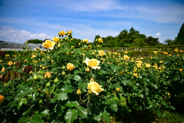ニコン NIKKOR Z 24-200mm f/4-6.3 VR投稿画像・動画 - 価格.com