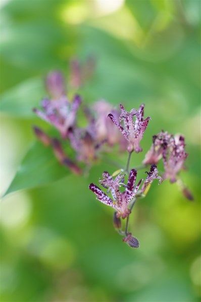 SONY Sonnar T＊ 135mm F1.8 ZA SAL135F18Zで撮影された写真 - 価格.com